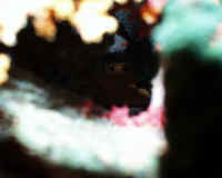 nscale002.JPG (158335 bytes)