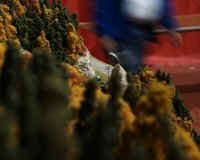 nscale007.JPG (168474 bytes)